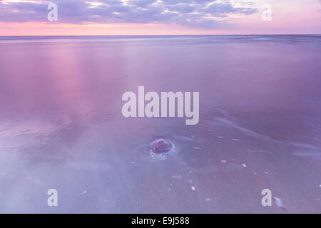 Eine Mond-Qualle am Strand angespült. Stockfoto