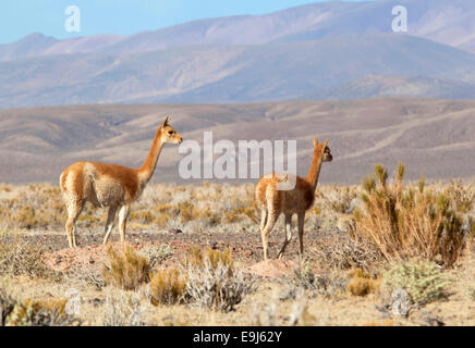 Wilde vicuñas in der Puna de Atacama" (3450 m Höhe). Salta und Jujuy, Argentinien. Stockfoto