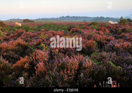 Nebliger Morgen Sonnenaufgang; Bratley Plain, New Forest National Park; Hampshire County; England; Großbritannien, UK Stockfoto