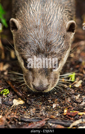 Glatt beschichtet Fischotter (Lutrogale Perspicillata) in Mangroven Lebensraum, Singapur Stockfoto