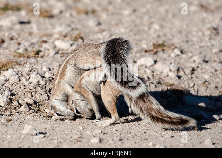 Ziesel, Xerus Inauris, wrestling, Etosha Nationalpark, Namibia, Afrika Stockfoto