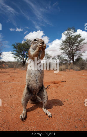 Ziesel, Xerus Inauris, Kgalagadi Transfrontier Park, Northern Cape, Südafrika Stockfoto