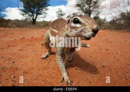 Ziesel, Xerus Inauris, Kgalagadi Transfrontier Park, Northern Cape, Südafrika Stockfoto