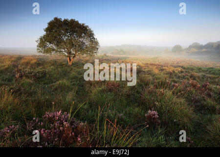 Nebliger Morgen Sonnenaufgang; Bratley Plain, New Forest National Park; Hampshire County; England; Großbritannien, UK Stockfoto