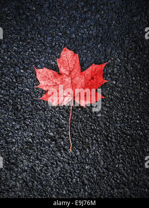 Roter Herbst Blatt auf schwarzem Asphalt Hintergrund. Stockfoto