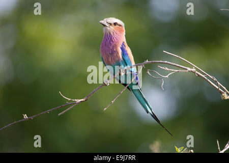 Lilac Breasted Roller Stockfoto