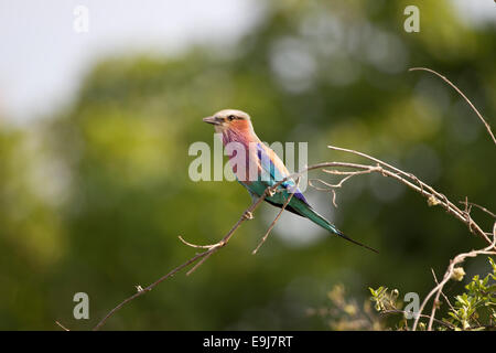 Lilac Breasted Roller Stockfoto