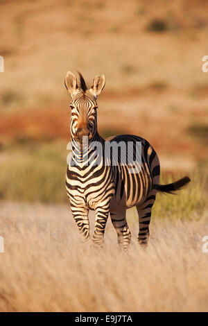 Hartmanns Bergzebra Equus Zebra Hartmannae, Kunene-Region, Namibia, Afrika Stockfoto