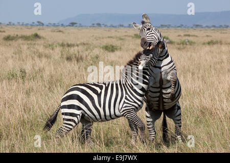 Burchell, Grant, Ebenen, Böhm oder Commn Zebra (Equus Quagga Boehmi), Kämpfe in der Massai Mara game Reserve, Kenia Stockfoto