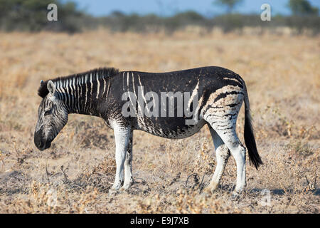 Burchell (Ebenen) Zebra (Equus Burchelli), mit melanistische Markierungen, Etosha Nationalpark, Namibia Stockfoto