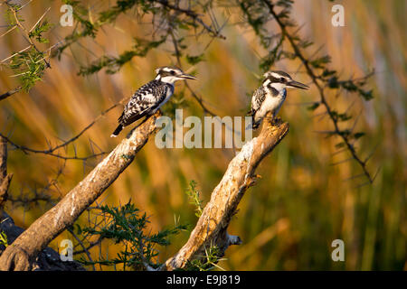 Zwei pied Eisvögel sitzen auf den Ästen zu Fisch warten Stockfoto