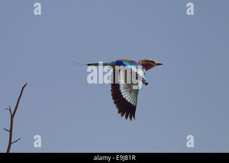 Lilac Breasted Roller im Flug Stockfoto