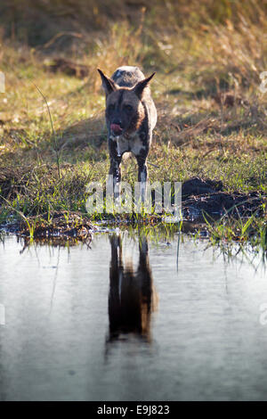 Wildhund Getränke aus einem See spiegelt sich in den See mit Wasser tropft aus seinem Gesicht. Stockfoto