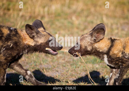 Wilder Hundewelpen beim spielen. Stockfoto