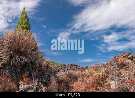 Bunte Aeonium Spathulatum (Fetthenne), Bystropogon Origanifolius (Minze) und Rumex Maderensis (Madeira Sauerampfer) gegangen, um Samen Stockfoto