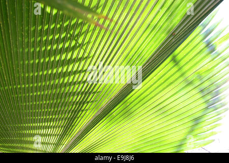 Nahaufnahme eines Palm-Baum-Blattes mit Sonnenlicht leuchtenden, obwohl die Venen, Aruba, Karibik zeigt. Stockfoto
