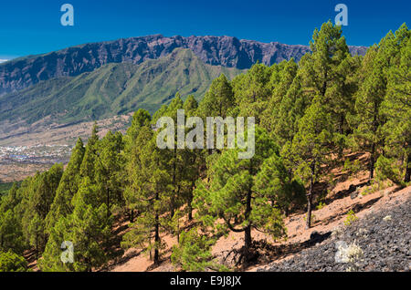 Auf der Suche nach Norden Montana la Barquita auf Pinienwald in Richtung Pico Bejenado, El Paso, La Palma und Caldera de Taburiente Stockfoto