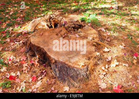 Baumstumpf nach dem Fällen des Baumes - USA Stockfoto