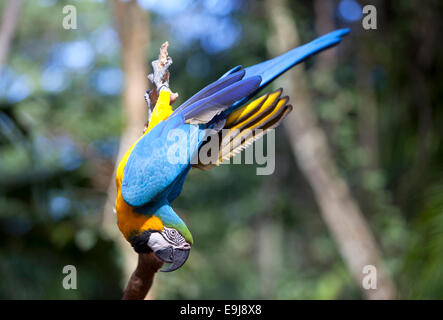 Akrobatische Papageien. Parque Das Aves, Foz do Iguaçu. Brazilien. Stockfoto