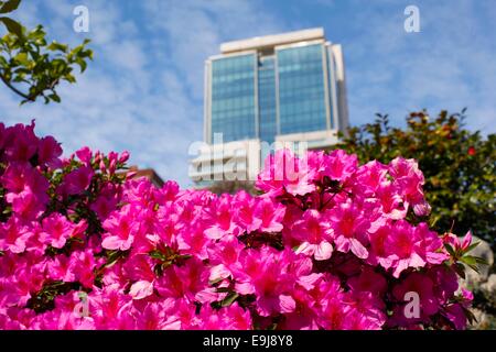 Rosa Blumen innerhalb des "Japanischen Garten" auf Frühling. Buenos Aires, Argentinien. Stockfoto