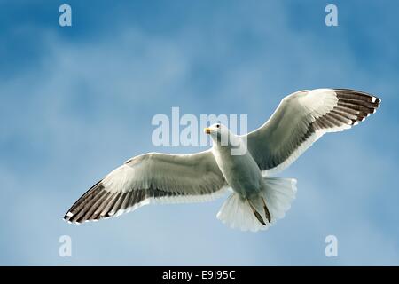 Fliegende Kelp Gull (Larus Dominicanus), auch bekannt als die Dominikaner Gül und schwarz unterstützt Kelp Gull. False Bay, Südafrika Stockfoto