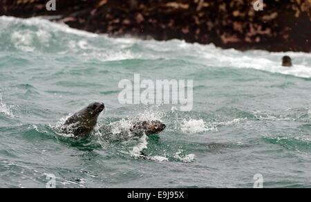 Robben schwimmen und springen aus dem Wasser. Kap-Seebär (Arctocephalus Pusilus). Kalk Bay, False Bay, Südafrika Stockfoto