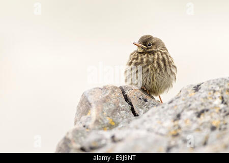 Rock-Pieper (Anthus Petrosus) Stockfoto