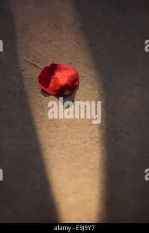 Eine einzelne rote Rosenblüten auf dem Boden. Stockfoto