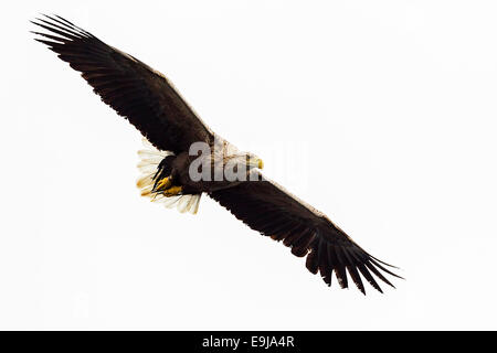 Erwachsenen Meer Seeadler fliegen über das Meer Jagd auf Fische auf der Isle of Mull, Schottland Stockfoto