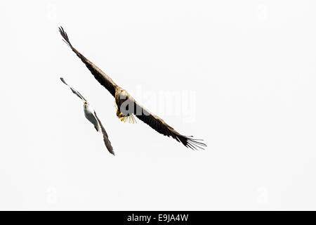 Eine große schwarz-unterstützte Möve jagt ein Seeadler Meer während des Fluges, Isle of Mull, Schottland Stockfoto