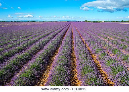 Lavendel-Feld in der Provence, in der Nähe von Sault ...