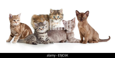anderen Kätzchen oder Katzen Gruppe Stockfoto