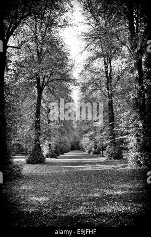 Linden im Herbst in Westonbirt Arboretum, Gloucestershire, England. Schwarz und Weiß. Stockfoto