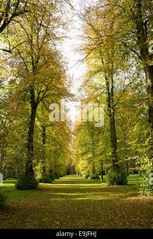 Lime Avenue. Linden im Herbst in Westonbirt Arboretum, Gloucestershire, England Stockfoto