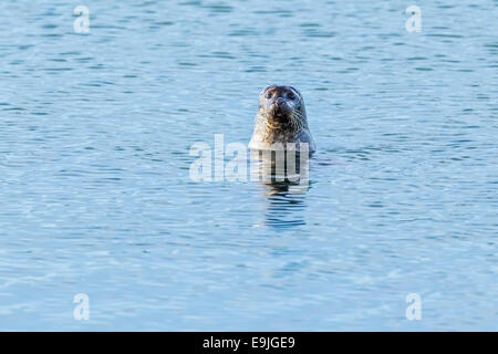 Hafen von Dichtung (Phoca Vitulina) Abfüllung in den blauen Gewässern nahe dem Ufer des Isle of Mull, Inneren Hebriden, Schottland Stockfoto