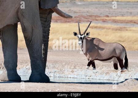 Afrikanischer Elefant (Loxodonta Africana) und Oryx (Oryx Gazella), trinken am Wasserloch, Etosha Nationalpark, Namibia, Afrika Stockfoto