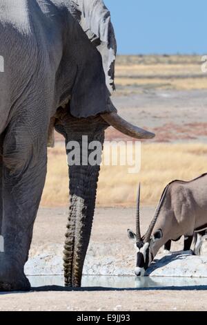 Afrikanischer Elefant (Loxodonta Africana) und Oryx (Oryx Gazella), trinken am Wasserloch, Etosha Nationalpark, Namibia, Afrika Stockfoto