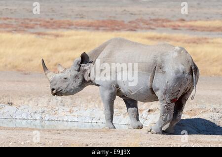 Schwarze Nashorn (Diceros Bicornis), Männlich, trinken am Wasserloch, Etosha Nationalpark, Namibia, Afrika Stockfoto