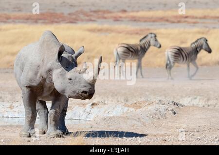 Schwarze Nashorn (Diceros Bicornis), männliche und Burchell Zebras (Equus Burchelli), am Wasserloch, Etosha Nationalpark, Namibia Stockfoto