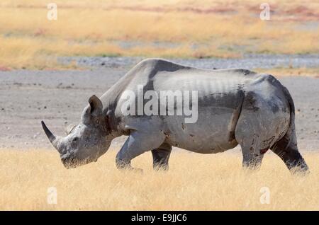 Schwarze Nashorn (Diceros Bicornis), Männlich, Wandern in Trockenrasen, Etosha Nationalpark, Namibia, Afrika Stockfoto