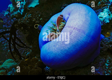 Rosa Stinktier Clownfische (Amphiprion Perideraion) im herrlichen Meeresanemone (Heteractis Magnifica), Raja Ampat, West-Papua Stockfoto