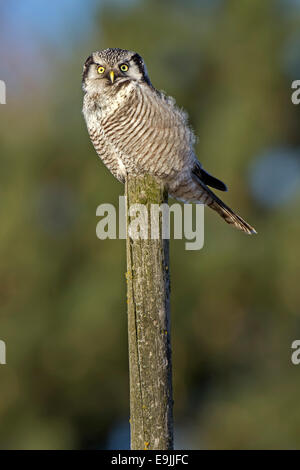 Falke-Eule oder nördlichen Sperbereule (Surnia Ulula) auf Barsch, Sachsen, Deutschland Stockfoto