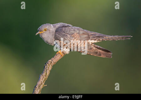 Kuckuck (Cuculus Canorus), thront, mit der Aufforderung, Sachsen-Anhalt, Deutschland Stockfoto