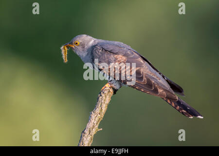 Kuckuck (Cuculus Canorus), thront mit behaarte Raupe als Beute, Sachsen-Anhalt, Deutschland Stockfoto