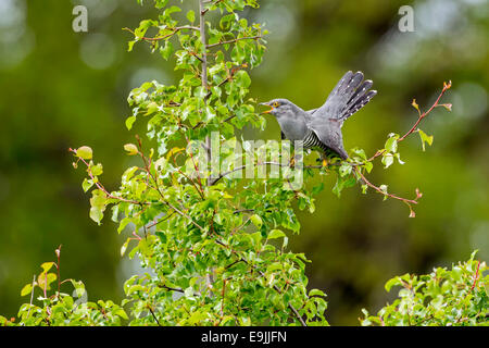 Kuckuck (Cuculus Canorus), thront, mit der Aufforderung, Sachsen-Anhalt, Deutschland Stockfoto