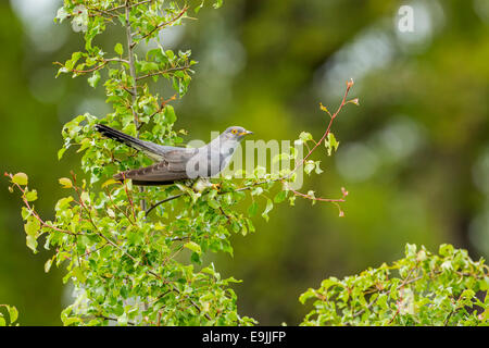 Kuckuck (Cuculus Canorus), thront, Sachsen-Anhalt, Deutschland Stockfoto