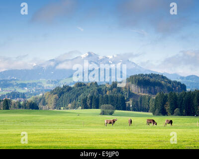 Berge in Bayern mit grünen Wiese und Kühe Stockfoto