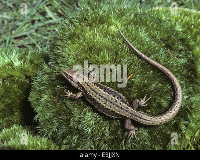 Gemeinen Eidechse - Lacerta vivipara Stockfoto