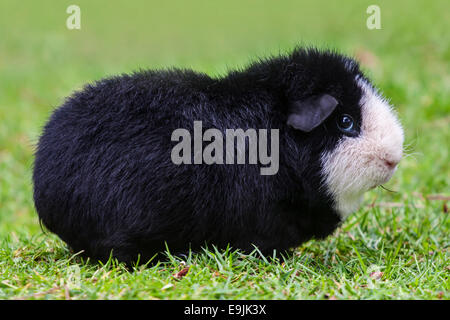 U.S. amerikanischen Teddy Meerschweinchen, schwarzen und weißen Mantel, Deutschland Stockfoto