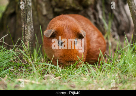 Einfarbig rot glatt beschichtet Meerschweinchen, Deutschland Stockfoto